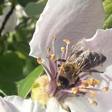 Baven -toven Naturae Rubik