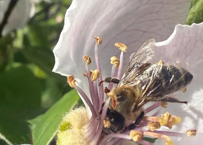 Baven -toven Naturae Rubik